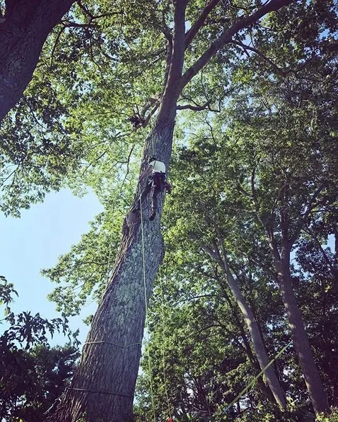 work photo from dirigotreeservice.com