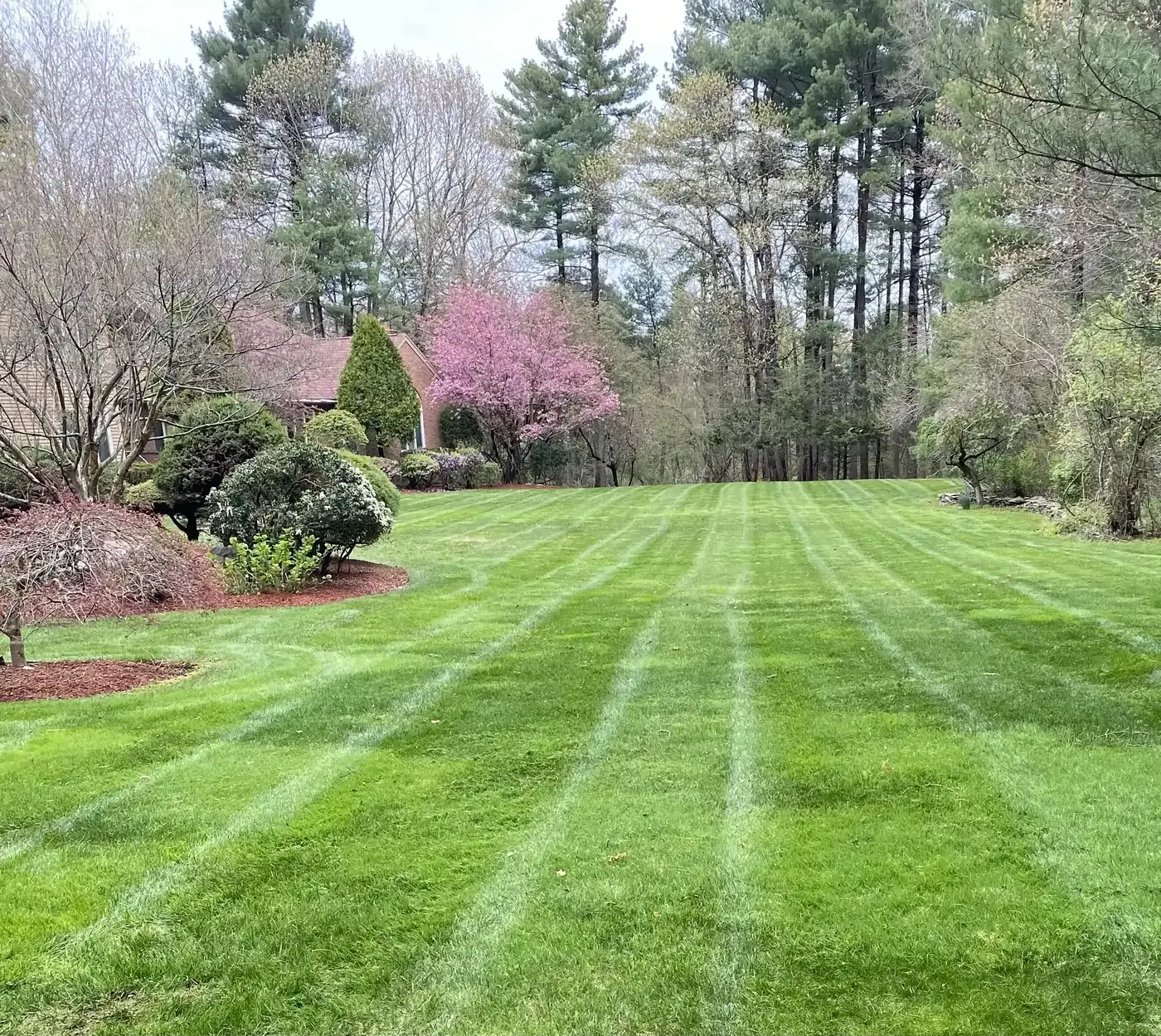 Freshly striped lawn with mature planting beds in spring