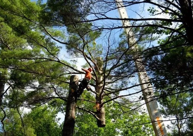 work photo from royletreenh.com