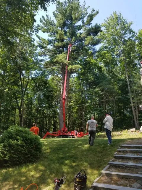 Tree Services