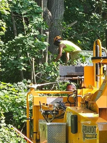 Tree Trimming Images Ten - Rutland, MA - Trees Unlimited