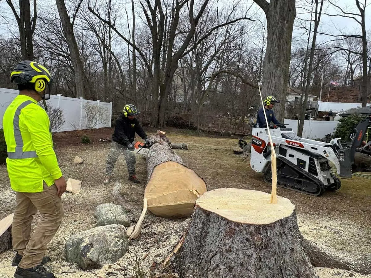 Tree Removal