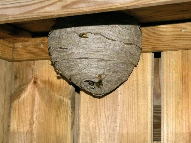 PestCo LLC work photo