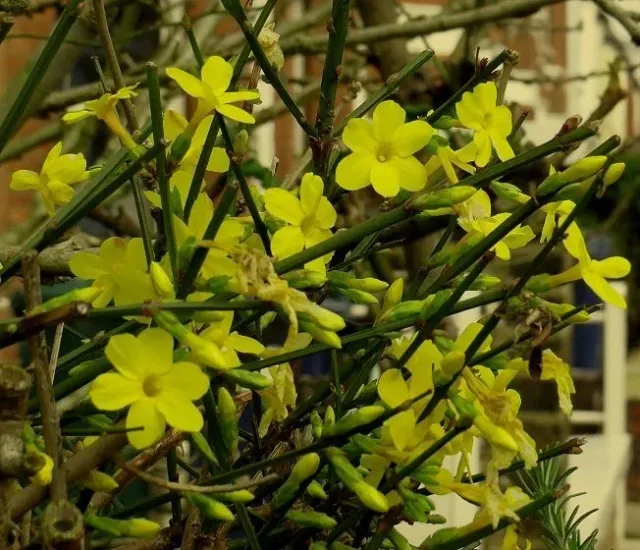 On Winter Jasmine
