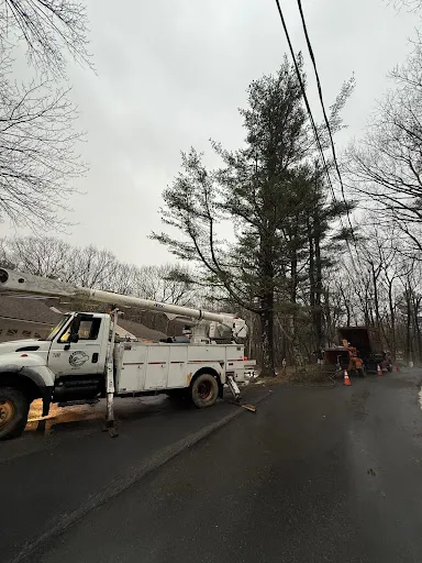 Carlson Tree Service work photo