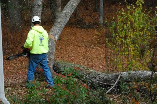 A worker in a yellow hoodie and helmet cutting a fallen tree with a chainsaw in a wooded area.