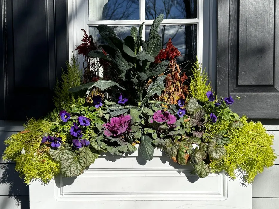 Winter window box with Ornamental Kale, flowering Kale, Pansies, Heuchera, and Sedum