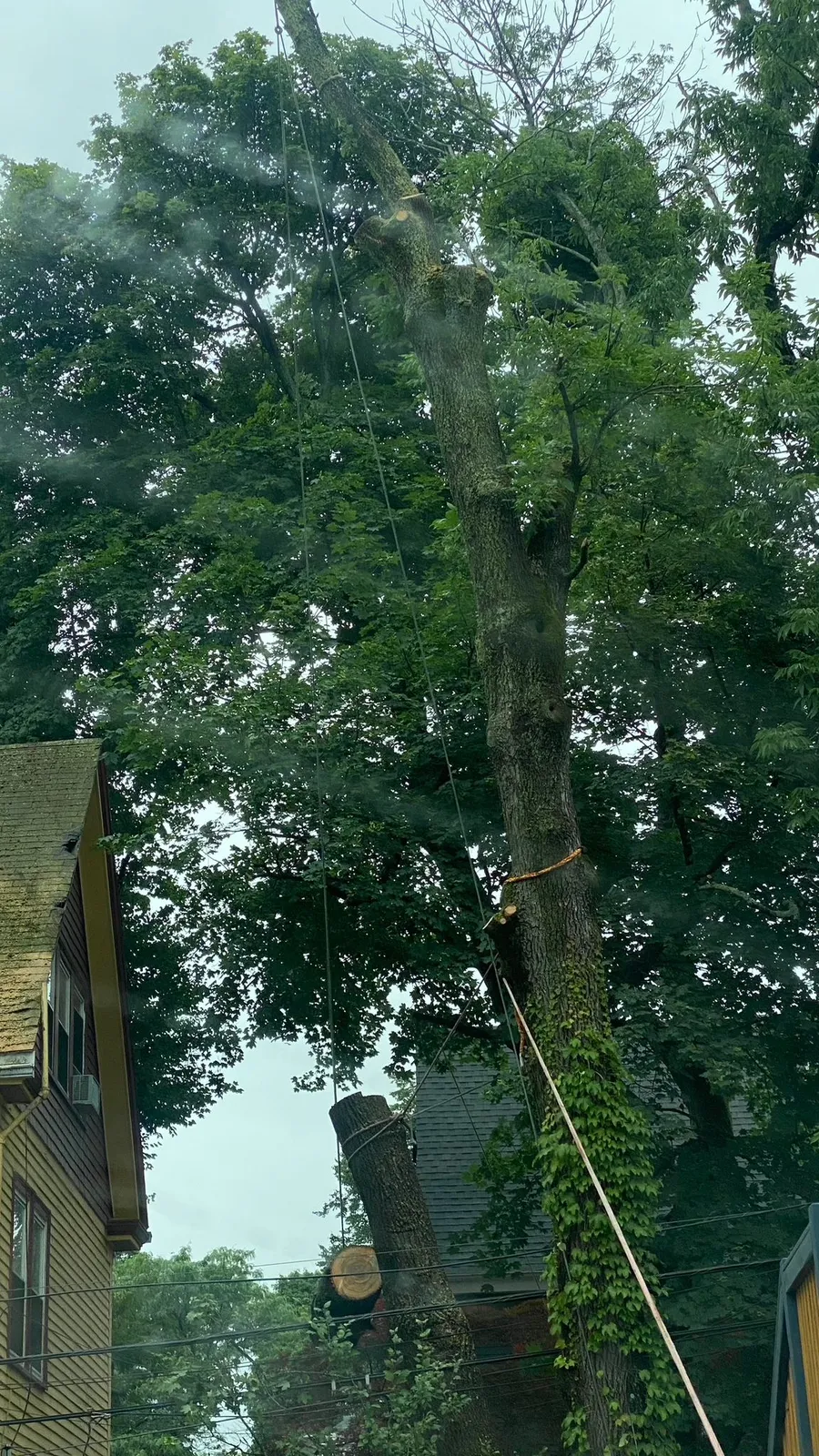 Sebastian Landscaping & Tree Services LLC