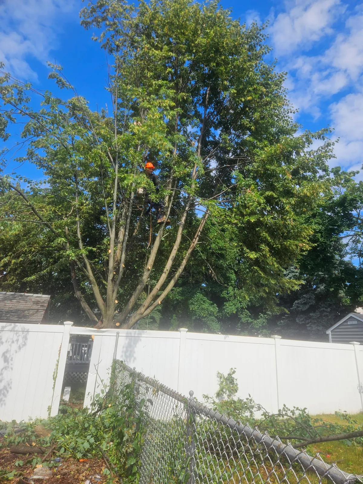B & S Landscaping & Tree Removal Services LLC