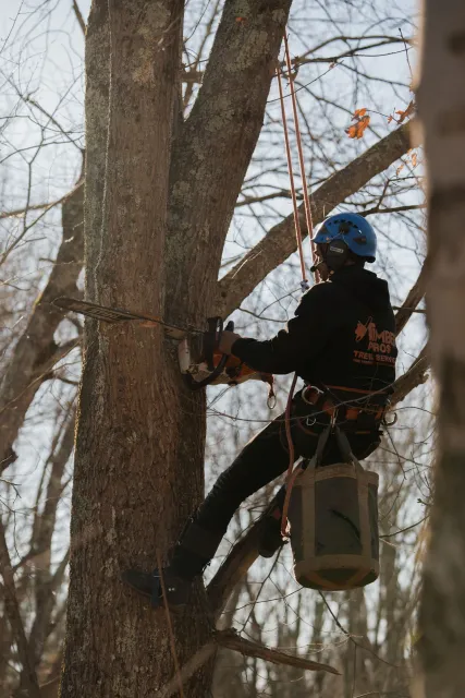 tree removal - tree pruning - crane services - lot clearing - hazardous tree removal  - timber pros - near me