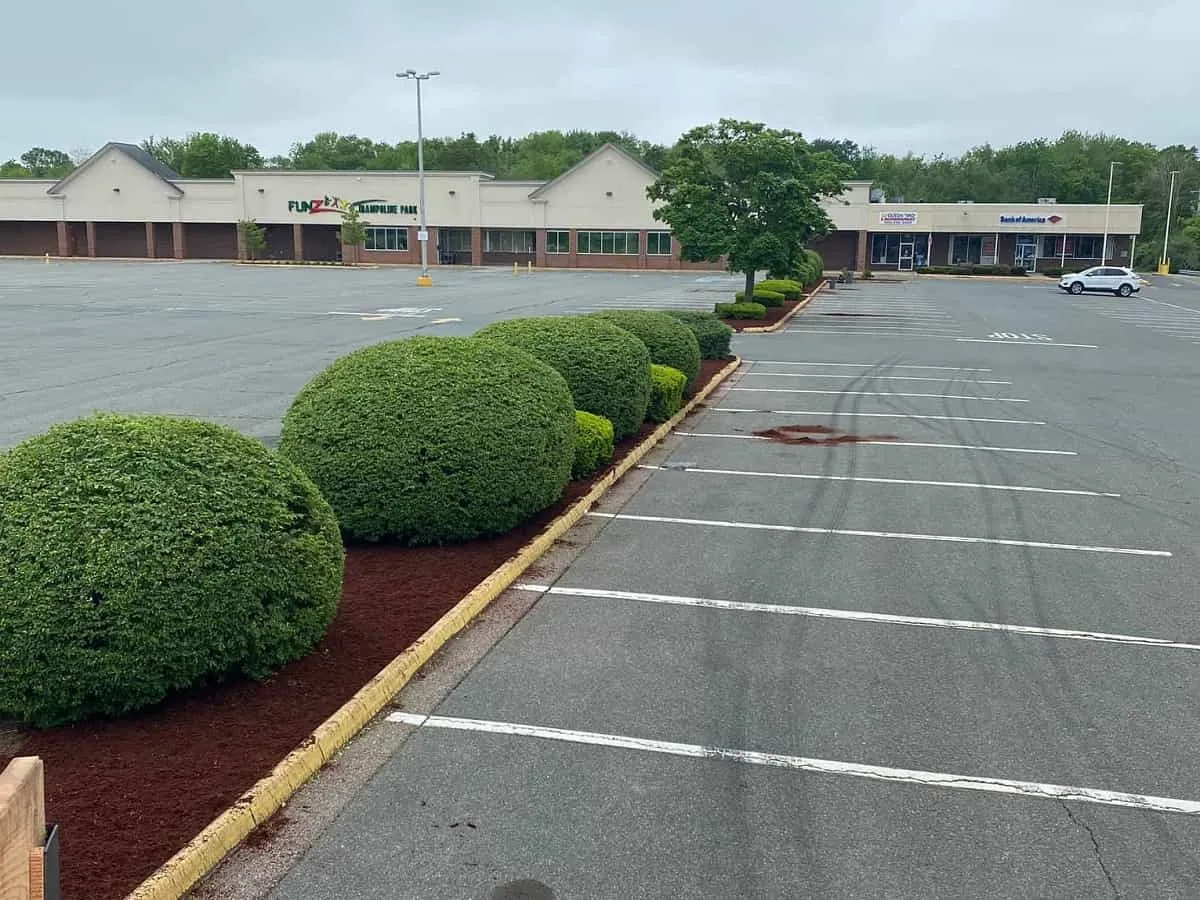 Bushes & Shrub Trimming
