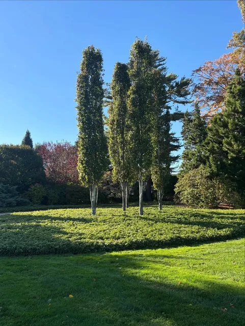 Sun casts on a beautiful grove of poplar trees
.
#fallmornings #treegrove #landscapeinspo #maturetrees #outdoors #goldcoast