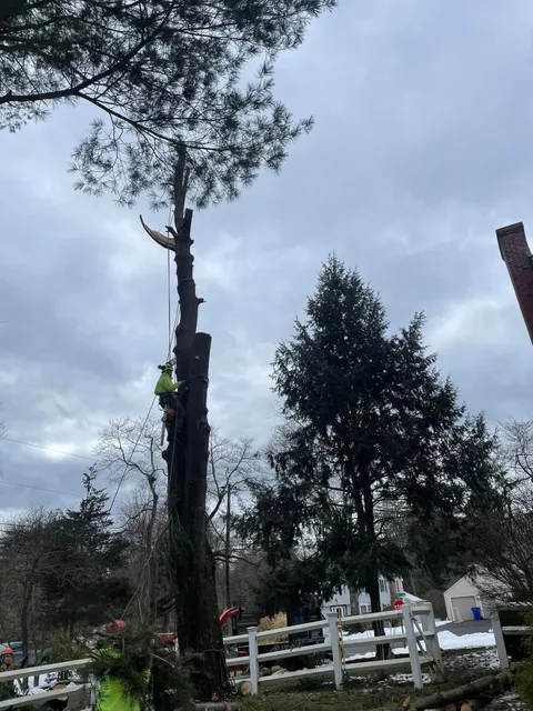 work photo from martineztreework.com
