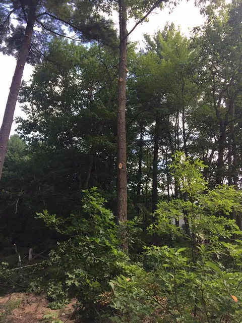 work photo from bedfordtrees.com