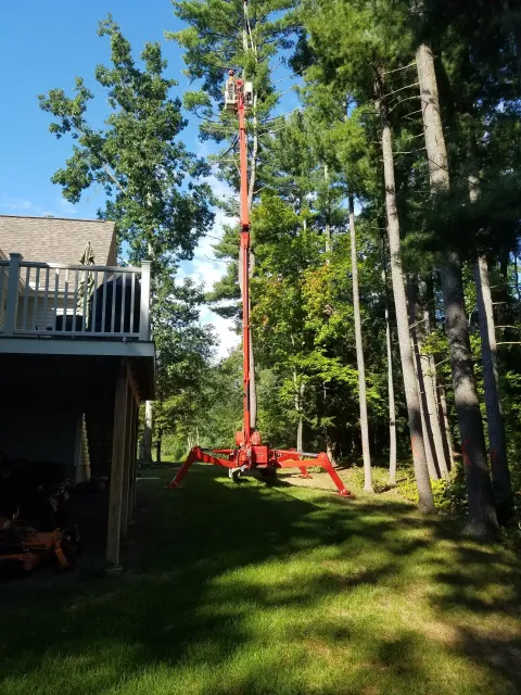 Tree Services