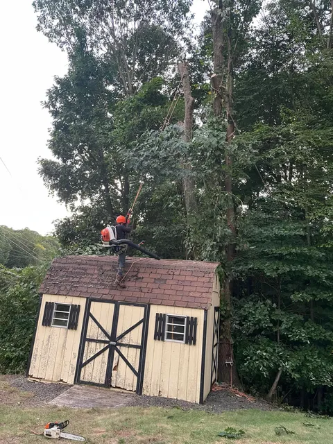 work photo from martineztreework.com