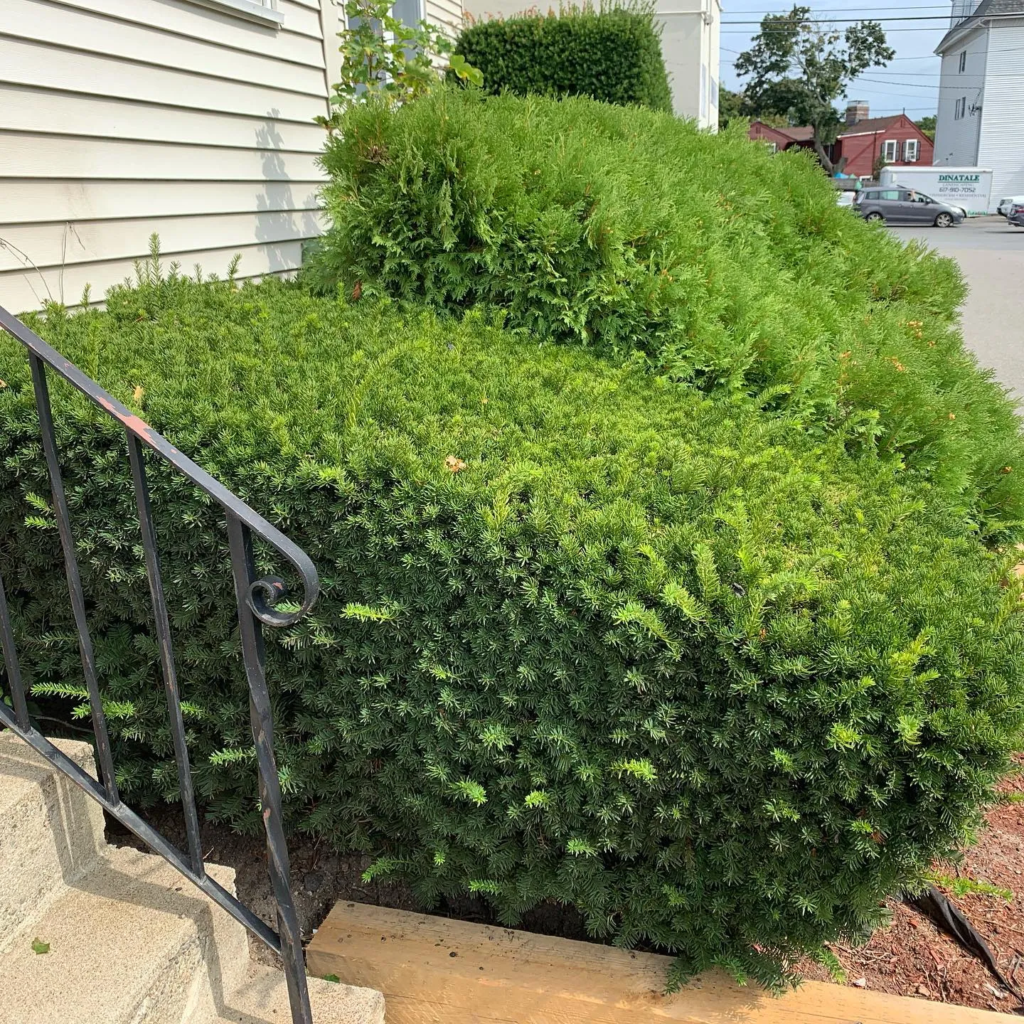 Hedge trimmed square beside an entry stair