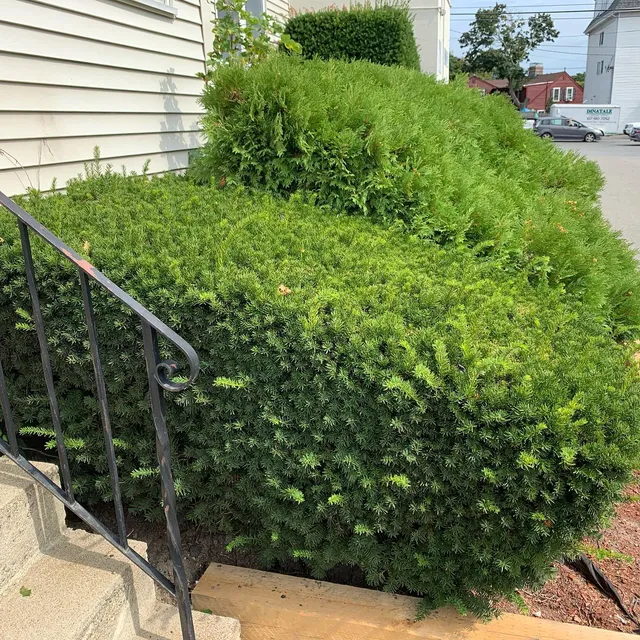 Hedge trimmed square beside an entry stair