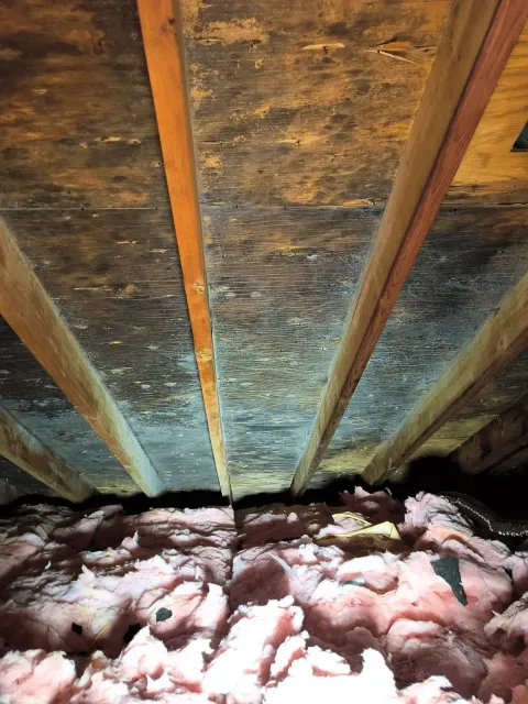 Moldy attic rafters and insulation, before remediation