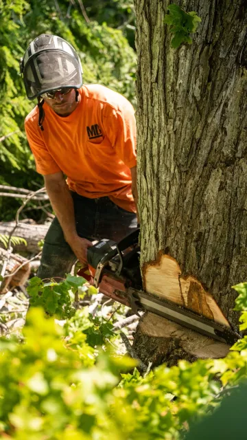 work photo from mbtreeserviceme.com