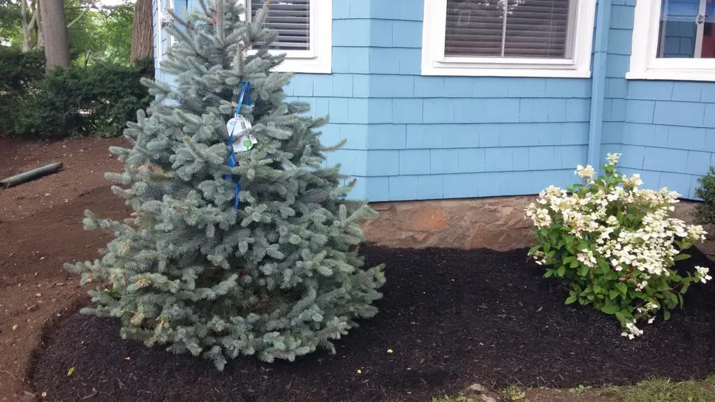 Landscaping
