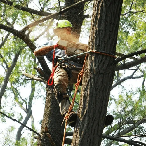 work photo from alexprotreeservices.com