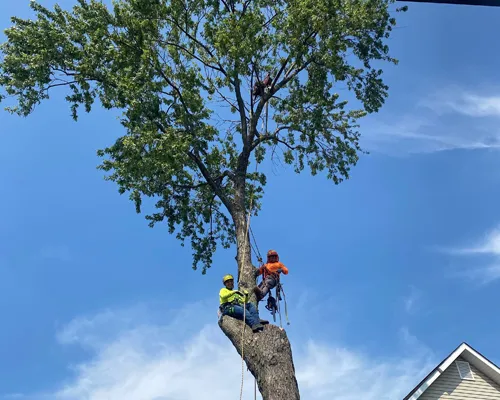 Morrison Tree Service work photo