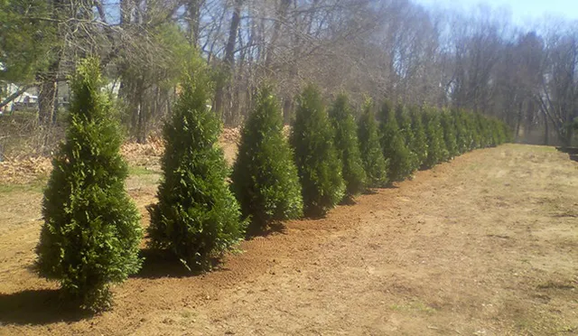 Landscape Maintenance Services