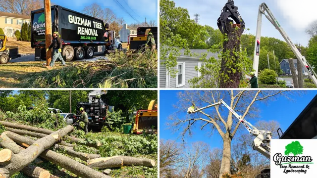 Tree service workers use a crane to remove fallen limbs near a branded truck and stacked logs.