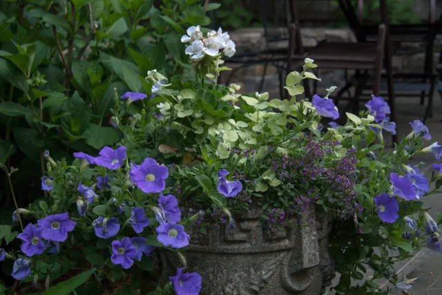 Sky Meadow Gardens, Llc work photo