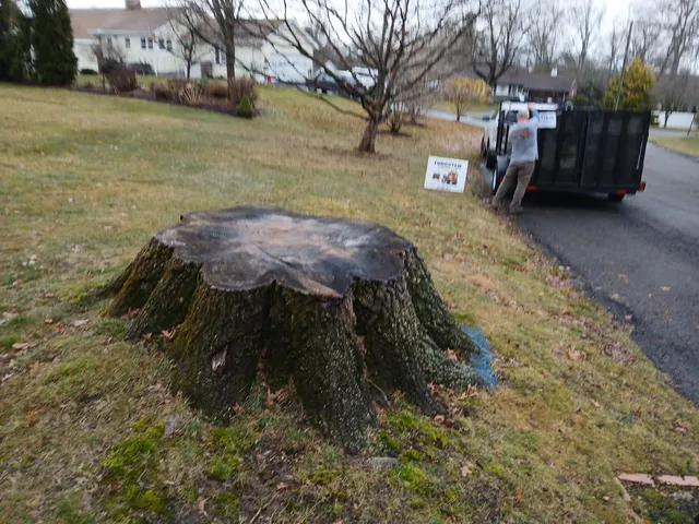 Tungsten Stump and Landscaping work photo