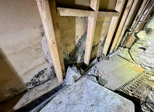 Elite Home & Mold Inspections