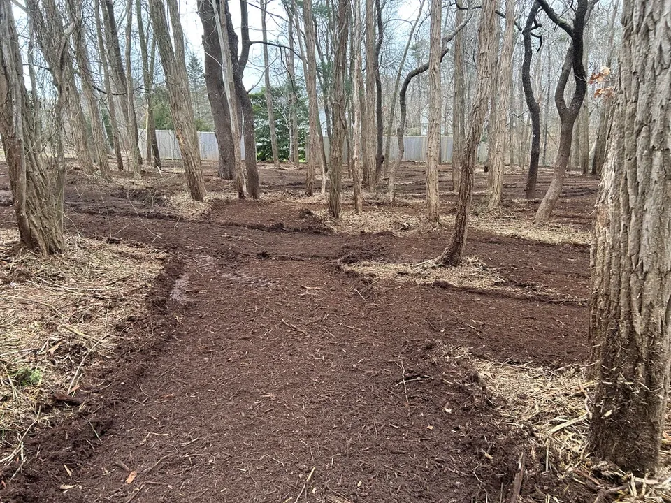 After Forestry Mulching