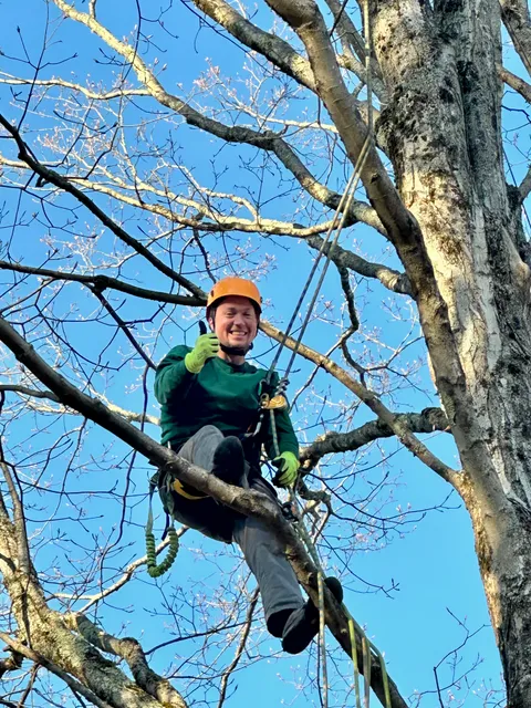 Will Arbor Tree Service work photo