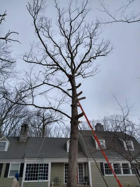 J&J tree and landscaping service LLC work photo