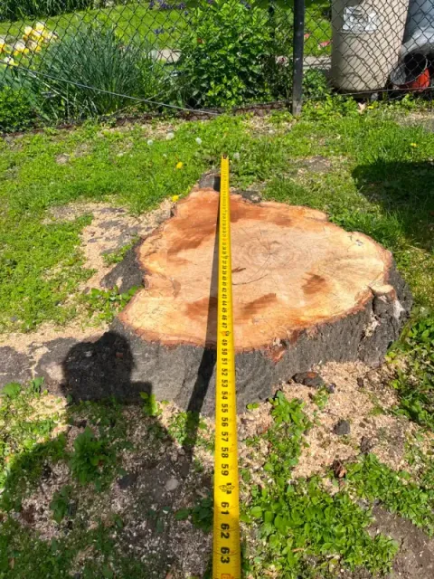 A tree stump with a yellow measuring tape laid across it in a grassy yard.