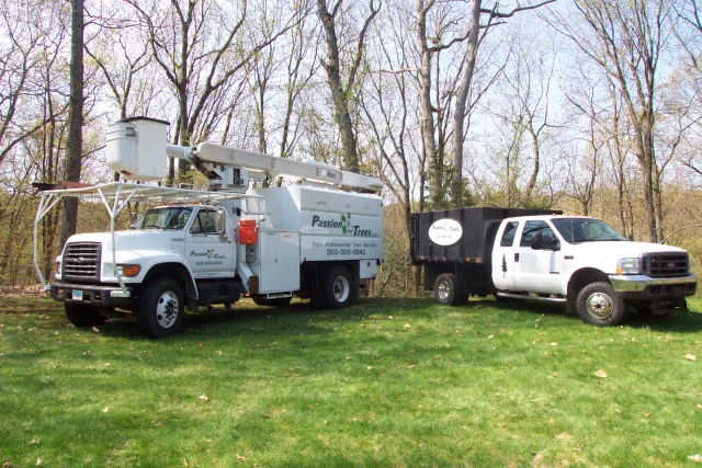 work photo from passionfortrees.com