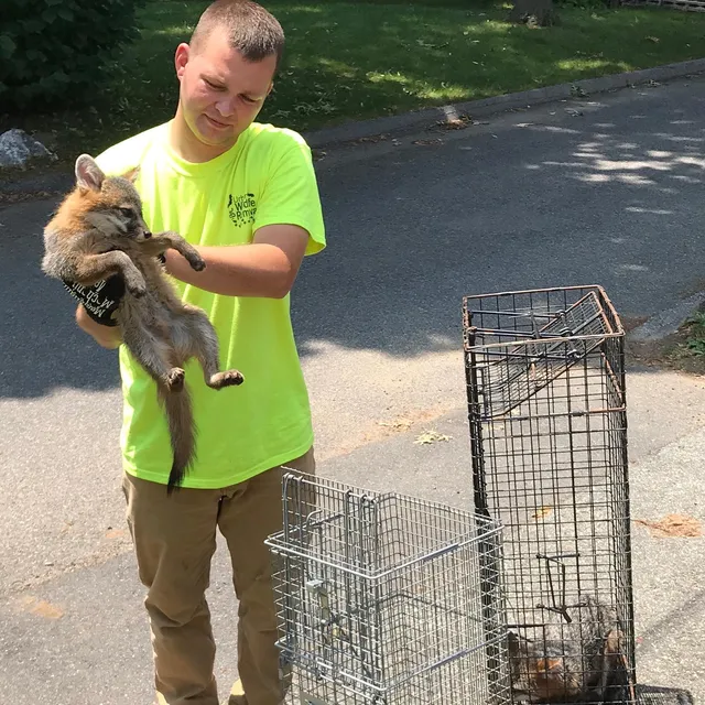 Pioneer Valley Wildlife Services work photo