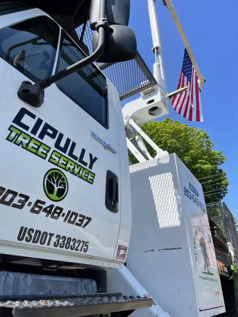 work photo from cipullytree.com