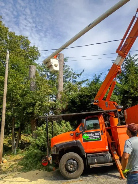 work photo from saldanatreeserviceslandscaping.com