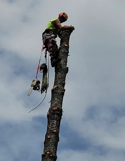 work photo from arbortechct.com