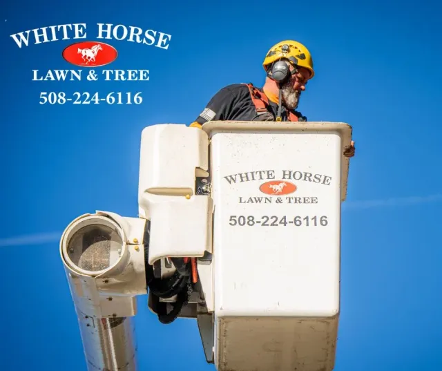 work photo from whitehorselawnandtree.com