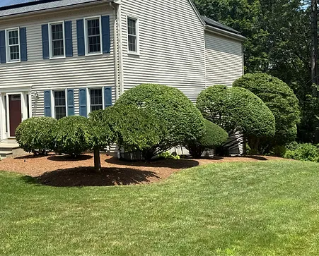Neatly trimmed shrubs and hedges at a home in Lincoln, RI