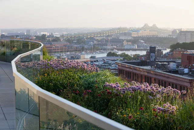 Recover Green Roofs work photo