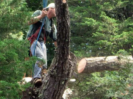 work photo from capecodtreeservices.com