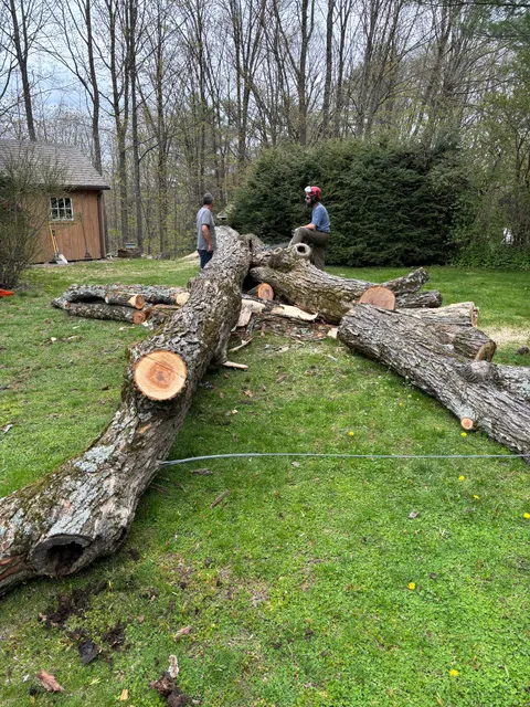 larkin tree and landscape work photo