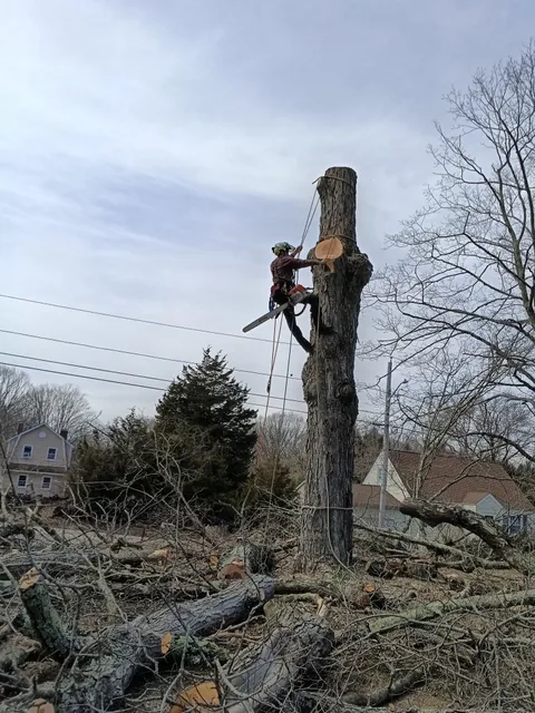 S&E Tree Service LLC work photo