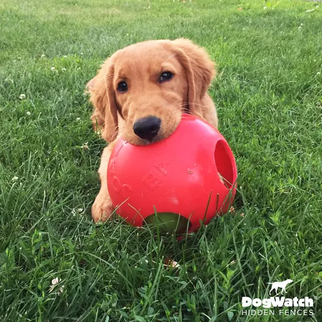 work photo from dogwatchsystems.com