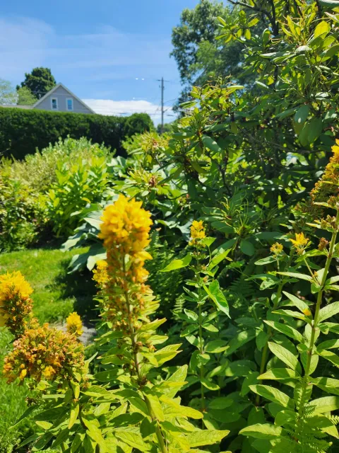Organic garden care, Easthampton Ma