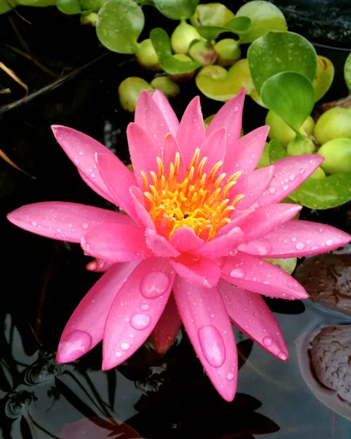 TWGD_Flower_06_RT.jpg